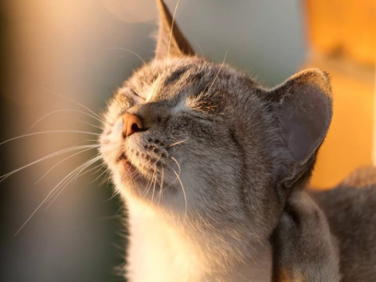 кот 