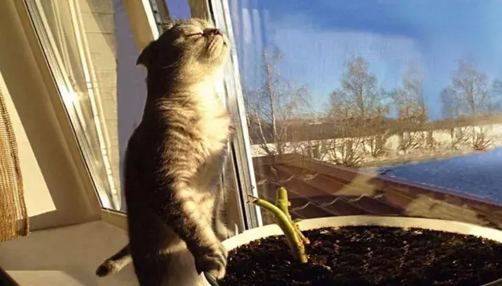 Кошка наслаждается солнцем