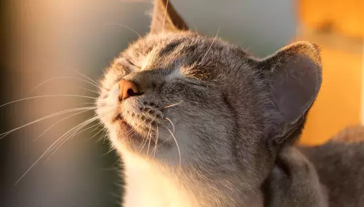 морда котика