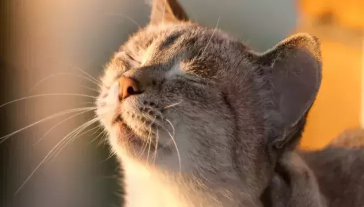 кот 